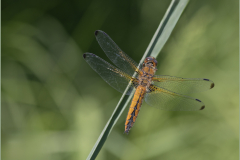 Libellule-Fauve-Jocelyne Magnier