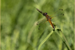 Libellule-fauve-Jocelyne Magnier