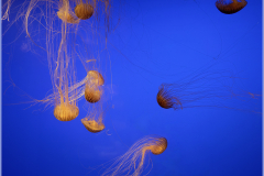 Meduses-Jocelyne Magnier