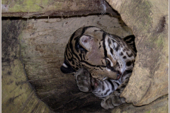 Ocelot-Jocelyne Magnier
