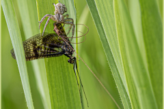 Predation-Jocelyne Magnier