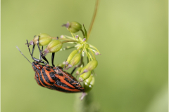 Punaise-Arlequin-Jocelyne Magnier