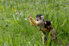 SaImiri-a-tête-noire-Jocelyne Magnier