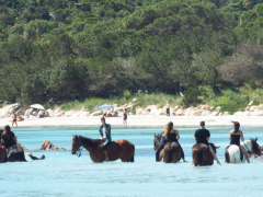 CHEVAUX