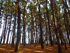 FORET-DE-PINS