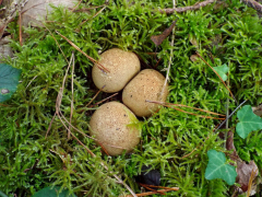 NID-DE-CHAMPIGNONS