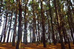 FORET-DE-PINS