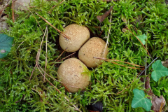 NID-DE-CHAMPIGNONS