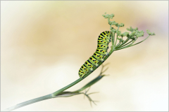 chenille du machaon/Bretagne - michel bailly