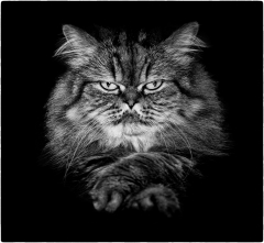 Regard noir/Canada - michel bailly