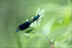 agrion sur ortie/Bretagne - michel bailly