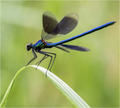 agrion/Bretagne - michel bailly
