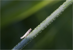 après le pluie/Bretagne - michel bailly