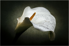 arôme/Bretagne - michel bailly