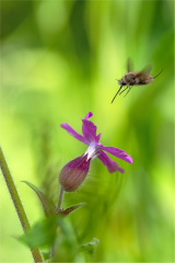 bombylius/Est France - michel bailly
