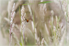 coccinelle en herbe/Bretagne - michel bailly