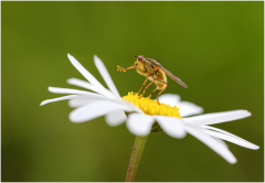 en équilibre/Bretagne - michel bailly
