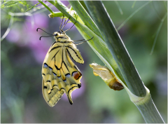 liberté du machaon/Bretagne - michel bailly