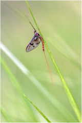 éphemère/Bretagne - michel bailly