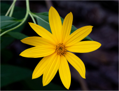 fleur de topinambour/Dans mon jardin - michel bailly