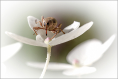 le charançon/Bretagne - michel bailly