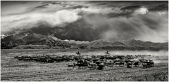 le troupeau/Kyrgyzstan - michel bailly