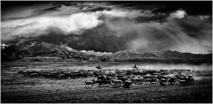 le troupeau/Kyrgyzstan - michel bailly