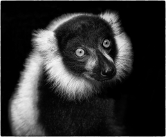 lémurien/Madagascar - michel bailly