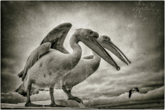 les 2 pelicans/Namibie - michel bailly