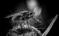 mouche au pollen/Bretagne -michel-bailly
