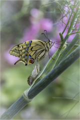sortie  du cocon/Bretagne - michel bailly