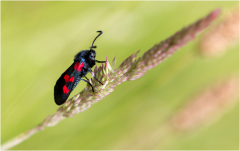 zygène de la filipendule/Bretagne - michel bailly