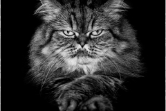 Regard noir/Canada - michel bailly
