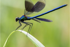 agrion/Bretagne - michel bailly