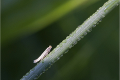 après le pluie/Bretagne - michel bailly