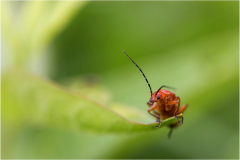 au bout de ma feuille/Bretagne - michel bailly