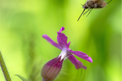 bombylius/Est France - michel bailly