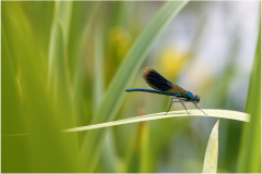calopterix