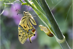 liberté du machaon/Bretagne - michel bailly