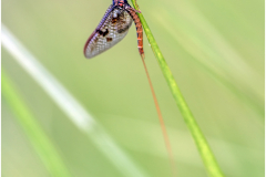 ephemere