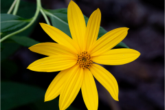 fleur de topinambour/Dans mon jardin - michel bailly