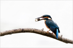 repas du martin pêcheur/Bretagne - michel bailly
