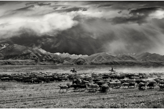 le troupeau/Kyrgyzstan - michel bailly