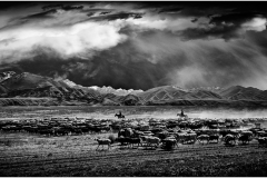 le troupeau/Kyrgyzstan - michel bailly