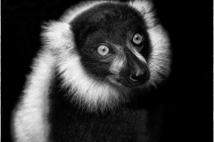 lémurien/Madagascar - michel bailly