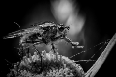 mouche au pollen/Bretagne -michel-bailly