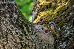 sittelles/ Bretagne - michel bailly