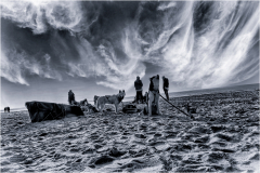 sortie canine/Normandie - michel bailly