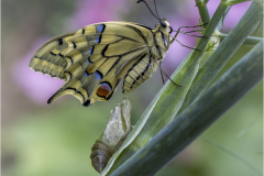 sortie  du cocon/Bretagne - michel bailly