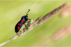 zygène de la filipendule/Bretagne - michel bailly